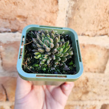 Load image into Gallery viewer, Sinocrassula yunnanensis (Choc Balls) - 66mm
