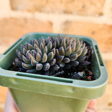 Load image into Gallery viewer, Sinocrassula yunnanensis (Choc Balls) - 66mm
