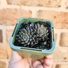 Load image into Gallery viewer, Sinocrassula yunnanensis (Choc Balls) - 66mm
