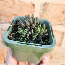 Load image into Gallery viewer, Sinocrassula yunnanensis (Choc Balls) - 66mm
