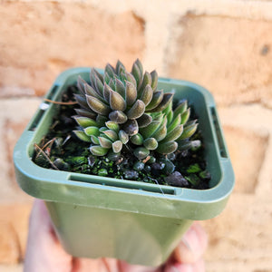 Sinocrassula yunnanensis (Choc Balls) - 66mm