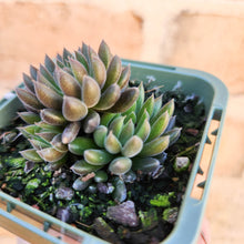 Load image into Gallery viewer, Sinocrassula yunnanensis (Choc Balls) - 66mm
