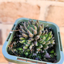 Load image into Gallery viewer, Sinocrassula yunnanensis (Choc Balls) - 66mm
