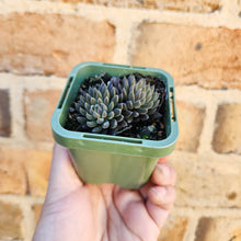 Load image into Gallery viewer, Sinocrassula yunnanensis (Choc Balls) - 66mm
