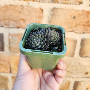 Sinocrassula yunnanensis (Choc Balls) - 66mm