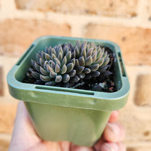 Load image into Gallery viewer, Sinocrassula yunnanensis (Choc Balls) - 66mm
