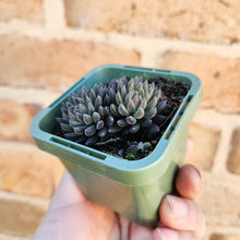 Load image into Gallery viewer, Sinocrassula yunnanensis (Choc Balls) - 66mm
