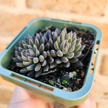 Load image into Gallery viewer, Sinocrassula yunnanensis (Choc Balls) - 66mm
