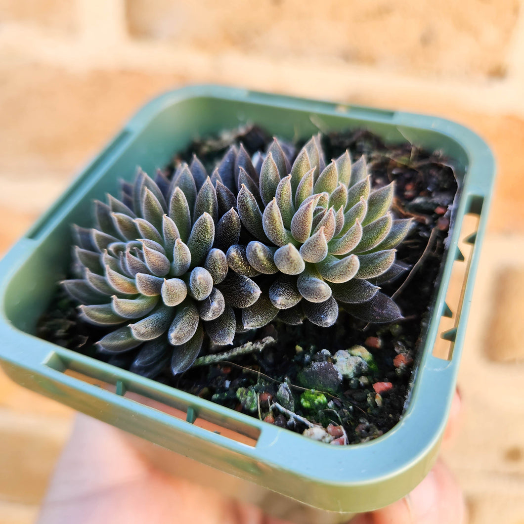 Sinocrassula yunnanensis (Choc Balls) - 66mm