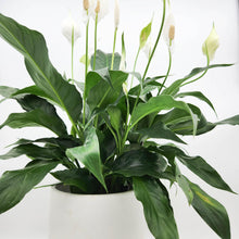 Load image into Gallery viewer, Spathiphyllum Peace Lily - 180mm Ceramic Pot - Sydney Only
