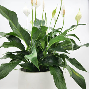Spathiphyllum Peace Lily - 180mm Ceramic Pot - Sydney Only