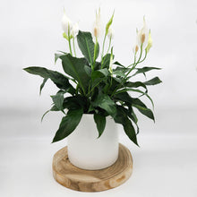 Load image into Gallery viewer, Spathiphyllum Peace Lily - 180mm Ceramic Pot - Sydney Only
