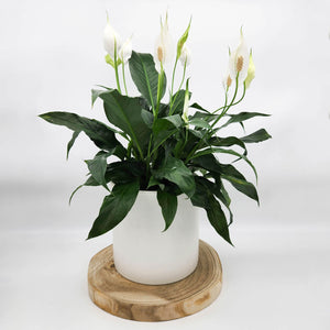 Spathiphyllum Peace Lily - 180mm Ceramic Pot - Sydney Only