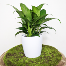 Load image into Gallery viewer, Spathiphyllum Stephanie Peace Lily - 120mm Ceramic Pot - Sydney Only
