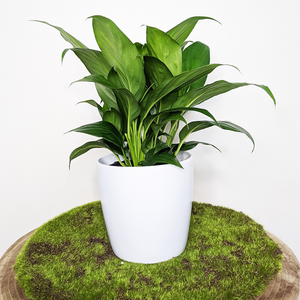 Spathiphyllum Stephanie Peace Lily - 120mm Ceramic Pot - Sydney Only