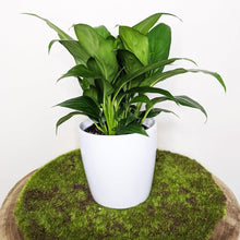 Load image into Gallery viewer, Spathiphyllum Stephanie Peace Lily - 120mm Ceramic Pot - Sydney Only
