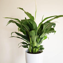 Load image into Gallery viewer, Spathiphyllum Stephanie Peace Lily - 120mm Ceramic Pot - Sydney Only
