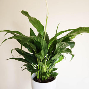 Spathiphyllum Stephanie Peace Lily - 120mm Ceramic Pot - Sydney Only