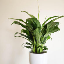 Load image into Gallery viewer, Spathiphyllum Stephanie Peace Lily - 120mm Ceramic Pot - Sydney Only
