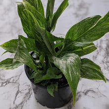 Load image into Gallery viewer, Spathiphyllum domino Variegated Peace Lily - 105mm
