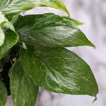 Load image into Gallery viewer, Spathiphyllum domino Variegated Peace Lily - 105mm
