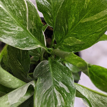 Load image into Gallery viewer, Spathiphyllum domino Variegated Peace Lily - 105mm
