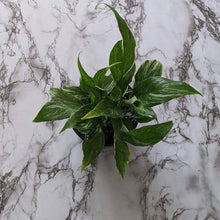 Load image into Gallery viewer, Spathiphyllum domino Variegated Peace Lily - 105mm
