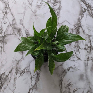 Spathiphyllum domino Variegated Peace Lily - 105mm