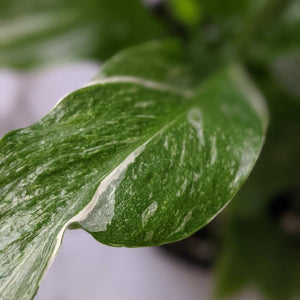 Spathiphyllum domino Variegated Peace Lily - 105mm