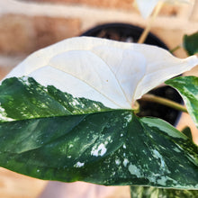 Load image into Gallery viewer, Syngonium podophyllum Fantasy Variegated - 100mm
