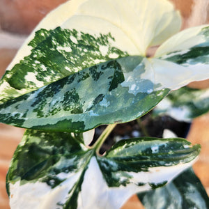 Syngonium podophyllum Fantasy Variegated - 100mm