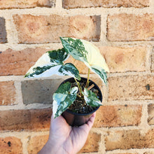 Load image into Gallery viewer, Syngonium podophyllum Fantasy Variegated - 100mm
