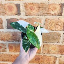 Load image into Gallery viewer, Syngonium podophyllum Fantasy Variegated - 100mm
