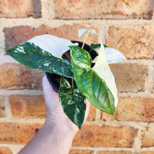 Load image into Gallery viewer, Syngonium podophyllum Fantasy Variegated - 100mm
