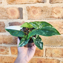 Load image into Gallery viewer, Syngonium podophyllum Fantasy Variegated - 100mm
