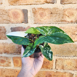Syngonium podophyllum Fantasy Variegated - 100mm
