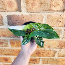 Load image into Gallery viewer, Syngonium podophyllum Fantasy Variegated - 100mm

