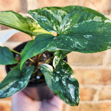 Load image into Gallery viewer, Syngonium podophyllum Fantasy Variegated - 100mm
