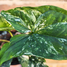 Load image into Gallery viewer, Syngonium podophyllum Fantasy Variegated - 100mm
