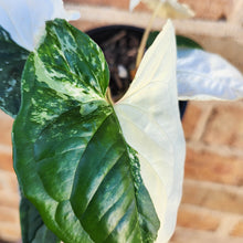 Load image into Gallery viewer, Syngonium podophyllum Fantasy Variegated - 100mm
