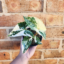 Load image into Gallery viewer, Syngonium podophyllum Fantasy Variegated - 100mm
