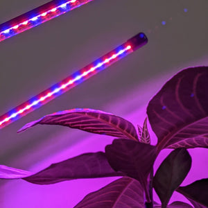 Two Headed Red/Blue Grow Lights