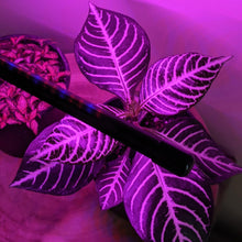 Load image into Gallery viewer, Two Headed Red/Blue Grow Lights
