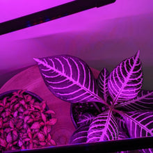Load image into Gallery viewer, Two Headed Red/Blue Grow Lights
