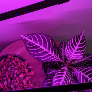 Two Headed Red/Blue Grow Lights