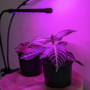 Two Headed Red/Blue Grow Lights
