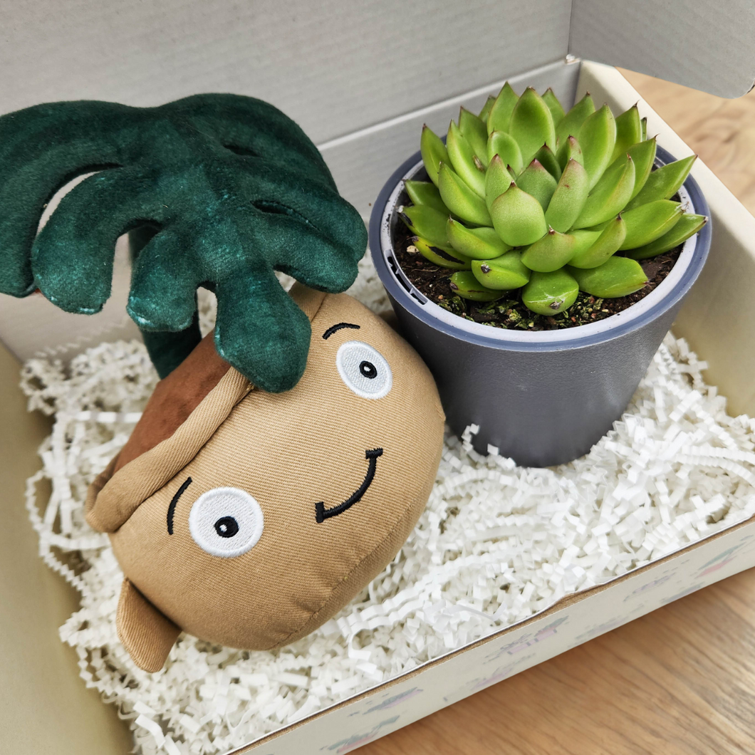 Monstera Plant Plushie & Succulent Gift Box
