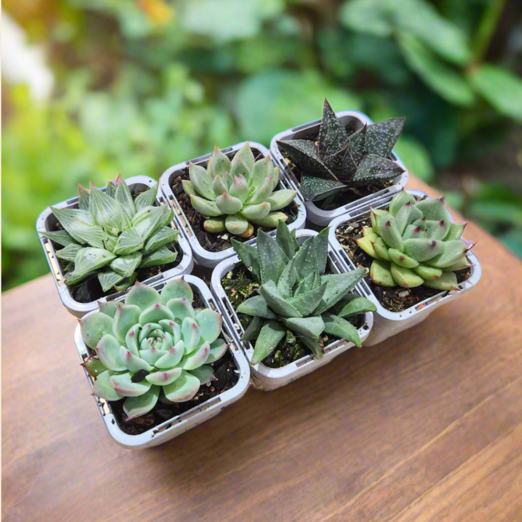 Succulent Starter Pack (6 Assorted Potted Succulents - 66mm)