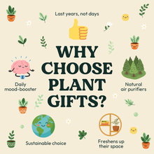 Load image into Gallery viewer, Positive Vibes - Succulent Gift Box
