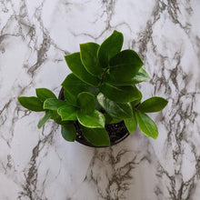 Load image into Gallery viewer, Zamioculcas zamiifolia / Zanzibar gem / ZZ Plant - 130mm
